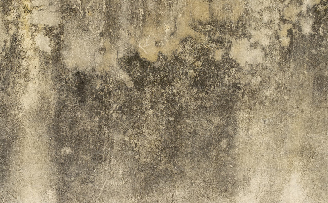 Dangers of mold in your home